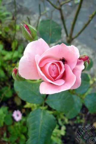 A mobile wallpaper and MMS picture for Apple iPhone 7s, 6s, 5s, 4s, Plus, iPods, iPads, New iPads, Samsung Galaxy S Series and Notes, Sony Ericsson Xperia, LG Mobile Phones, Tablets and Devices: Pink rose photo.
