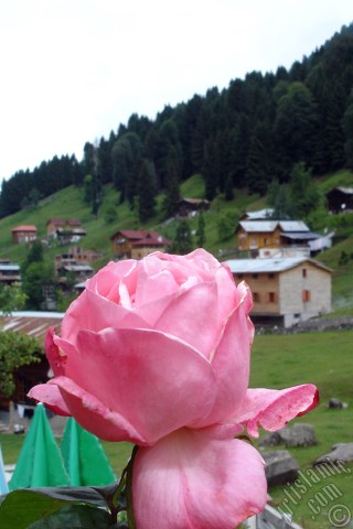 A mobile wallpaper and MMS picture for Apple iPhone 7s, 6s, 5s, 4s, Plus, iPods, iPads, New iPads, Samsung Galaxy S Series and Notes, Sony Ericsson Xperia, LG Mobile Phones, Tablets and Devices: Pink rose photo.
