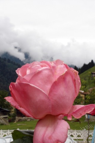 A mobile wallpaper and MMS picture for Apple iPhone 7s, 6s, 5s, 4s, Plus, iPods, iPads, New iPads, Samsung Galaxy S Series and Notes, Sony Ericsson Xperia, LG Mobile Phones, Tablets and Devices: Pink rose photo.
