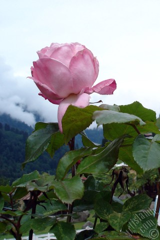 A mobile wallpaper and MMS picture for Apple iPhone 7s, 6s, 5s, 4s, Plus, iPods, iPads, New iPads, Samsung Galaxy S Series and Notes, Sony Ericsson Xperia, LG Mobile Phones, Tablets and Devices: Pink rose photo.
