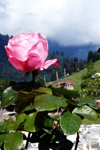 A mobile wallpaper and MMS picture for Apple iPhone 7s, 6s, 5s, 4s, Plus, iPods, iPads, New iPads, Samsung Galaxy S Series and Notes, Sony Ericsson Xperia, LG Mobile Phones, Tablets and Devices: Pink rose photo.
