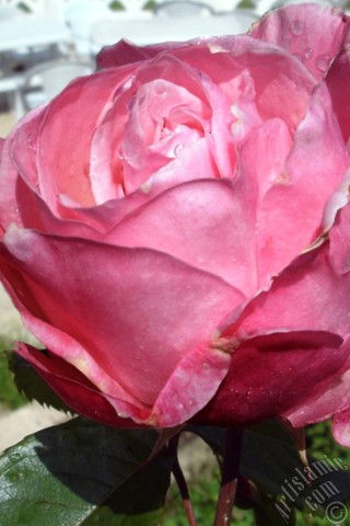 A mobile wallpaper and MMS picture for Apple iPhone 7s, 6s, 5s, 4s, Plus, iPods, iPads, New iPads, Samsung Galaxy S Series and Notes, Sony Ericsson Xperia, LG Mobile Phones, Tablets and Devices: Pink rose photo.
