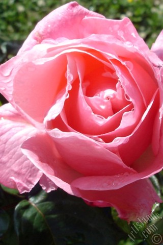 A mobile wallpaper and MMS picture for Apple iPhone 7s, 6s, 5s, 4s, Plus, iPods, iPads, New iPads, Samsung Galaxy S Series and Notes, Sony Ericsson Xperia, LG Mobile Phones, Tablets and Devices: Pink rose photo.
