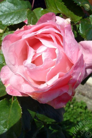 A mobile wallpaper and MMS picture for Apple iPhone 7s, 6s, 5s, 4s, Plus, iPods, iPads, New iPads, Samsung Galaxy S Series and Notes, Sony Ericsson Xperia, LG Mobile Phones, Tablets and Devices: Pink rose photo.
