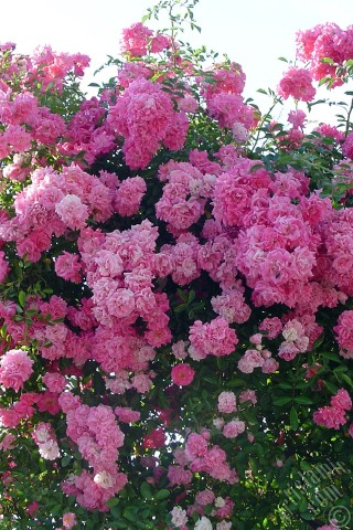 A mobile wallpaper and MMS picture for Apple iPhone 7s, 6s, 5s, 4s, Plus, iPods, iPads, New iPads, Samsung Galaxy S Series and Notes, Sony Ericsson Xperia, LG Mobile Phones, Tablets and Devices: Pink rose photo.
