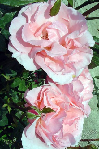 A mobile wallpaper and MMS picture for Apple iPhone 7s, 6s, 5s, 4s, Plus, iPods, iPads, New iPads, Samsung Galaxy S Series and Notes, Sony Ericsson Xperia, LG Mobile Phones, Tablets and Devices: Pink rose photo.
