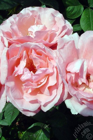 A mobile wallpaper and MMS picture for Apple iPhone 7s, 6s, 5s, 4s, Plus, iPods, iPads, New iPads, Samsung Galaxy S Series and Notes, Sony Ericsson Xperia, LG Mobile Phones, Tablets and Devices: Pink rose photo.
