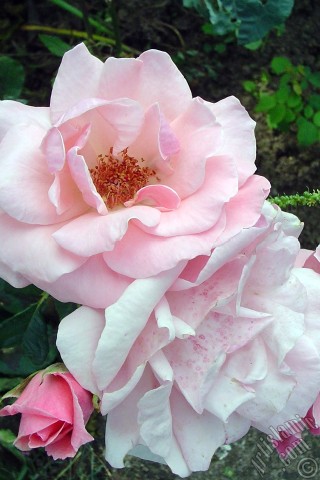 A mobile wallpaper and MMS picture for Apple iPhone 7s, 6s, 5s, 4s, Plus, iPods, iPads, New iPads, Samsung Galaxy S Series and Notes, Sony Ericsson Xperia, LG Mobile Phones, Tablets and Devices: Pink rose photo.
