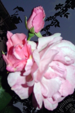 A mobile wallpaper and MMS picture for Apple iPhone 7s, 6s, 5s, 4s, Plus, iPods, iPads, New iPads, Samsung Galaxy S Series and Notes, Sony Ericsson Xperia, LG Mobile Phones, Tablets and Devices: Pink rose photo.
