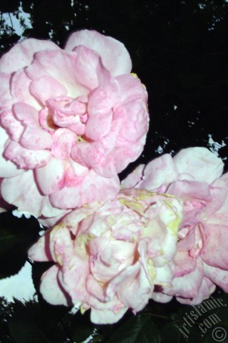 A mobile wallpaper and MMS picture for Apple iPhone 7s, 6s, 5s, 4s, Plus, iPods, iPads, New iPads, Samsung Galaxy S Series and Notes, Sony Ericsson Xperia, LG Mobile Phones, Tablets and Devices: Pink rose photo.
