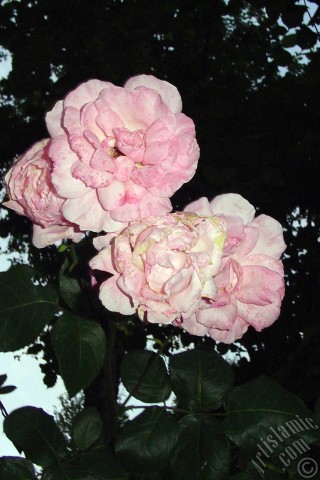 A mobile wallpaper and MMS picture for Apple iPhone 7s, 6s, 5s, 4s, Plus, iPods, iPads, New iPads, Samsung Galaxy S Series and Notes, Sony Ericsson Xperia, LG Mobile Phones, Tablets and Devices: Pink rose photo.
