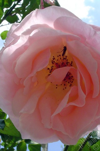 A mobile wallpaper and MMS picture for Apple iPhone 7s, 6s, 5s, 4s, Plus, iPods, iPads, New iPads, Samsung Galaxy S Series and Notes, Sony Ericsson Xperia, LG Mobile Phones, Tablets and Devices: Pink rose photo.
