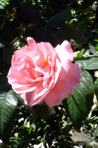 A mobile wallpaper and MMS picture for Apple iPhone 7s, 6s, 5s, 4s, Plus, iPods, iPads, New iPads, Samsung Galaxy S Series and Notes, Sony Ericsson Xperia, LG Mobile Phones, Tablets and Devices: Pink rose photo.
