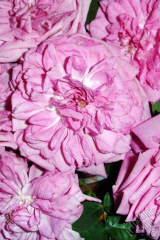 A mobile wallpaper and MMS picture for Apple iPhone 7s, 6s, 5s, 4s, Plus, iPods, iPads, New iPads, Samsung Galaxy S Series and Notes, Sony Ericsson Xperia, LG Mobile Phones, Tablets and Devices: Pink rose photo.
