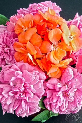 A mobile wallpaper and MMS picture for Apple iPhone 7s, 6s, 5s, 4s, Plus, iPods, iPads, New iPads, Samsung Galaxy S Series and Notes, Sony Ericsson Xperia, LG Mobile Phones, Tablets and Devices: Pink rose photo.
