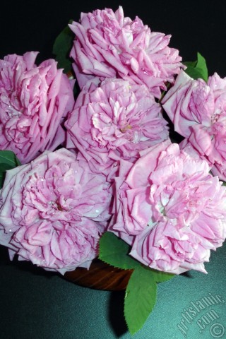 A mobile wallpaper and MMS picture for Apple iPhone 7s, 6s, 5s, 4s, Plus, iPods, iPads, New iPads, Samsung Galaxy S Series and Notes, Sony Ericsson Xperia, LG Mobile Phones, Tablets and Devices: Pink rose photo.
