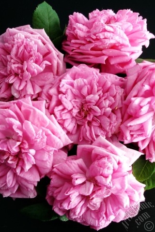 A mobile wallpaper and MMS picture for Apple iPhone 7s, 6s, 5s, 4s, Plus, iPods, iPads, New iPads, Samsung Galaxy S Series and Notes, Sony Ericsson Xperia, LG Mobile Phones, Tablets and Devices: Pink rose photo.
