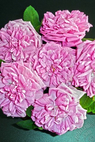 A mobile wallpaper and MMS picture for Apple iPhone 7s, 6s, 5s, 4s, Plus, iPods, iPads, New iPads, Samsung Galaxy S Series and Notes, Sony Ericsson Xperia, LG Mobile Phones, Tablets and Devices: Pink rose photo.
