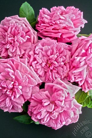 A mobile wallpaper and MMS picture for Apple iPhone 7s, 6s, 5s, 4s, Plus, iPods, iPads, New iPads, Samsung Galaxy S Series and Notes, Sony Ericsson Xperia, LG Mobile Phones, Tablets and Devices: Pink rose photo.
