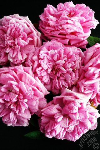 A mobile wallpaper and MMS picture for Apple iPhone 7s, 6s, 5s, 4s, Plus, iPods, iPads, New iPads, Samsung Galaxy S Series and Notes, Sony Ericsson Xperia, LG Mobile Phones, Tablets and Devices: Pink rose photo.
