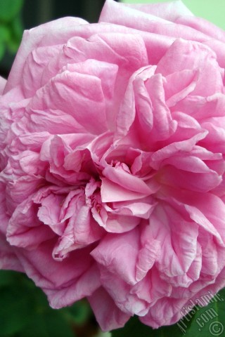 A mobile wallpaper and MMS picture for Apple iPhone 7s, 6s, 5s, 4s, Plus, iPods, iPads, New iPads, Samsung Galaxy S Series and Notes, Sony Ericsson Xperia, LG Mobile Phones, Tablets and Devices: Pink rose photo.
