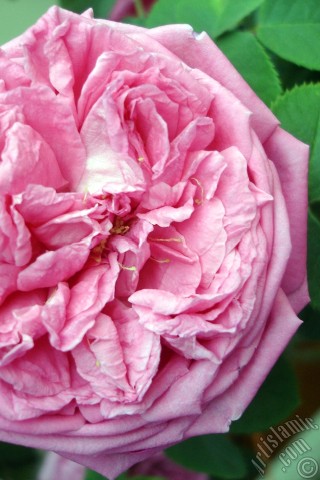 A mobile wallpaper and MMS picture for Apple iPhone 7s, 6s, 5s, 4s, Plus, iPods, iPads, New iPads, Samsung Galaxy S Series and Notes, Sony Ericsson Xperia, LG Mobile Phones, Tablets and Devices: Pink rose photo.
