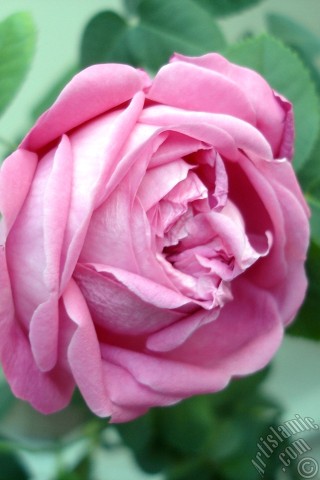 A mobile wallpaper and MMS picture for Apple iPhone 7s, 6s, 5s, 4s, Plus, iPods, iPads, New iPads, Samsung Galaxy S Series and Notes, Sony Ericsson Xperia, LG Mobile Phones, Tablets and Devices: Pink rose photo.
