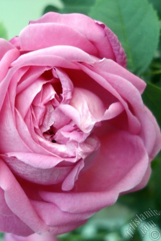 A mobile wallpaper and MMS picture for Apple iPhone 7s, 6s, 5s, 4s, Plus, iPods, iPads, New iPads, Samsung Galaxy S Series and Notes, Sony Ericsson Xperia, LG Mobile Phones, Tablets and Devices: Pink rose photo.
