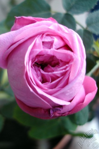 A mobile wallpaper and MMS picture for Apple iPhone 7s, 6s, 5s, 4s, Plus, iPods, iPads, New iPads, Samsung Galaxy S Series and Notes, Sony Ericsson Xperia, LG Mobile Phones, Tablets and Devices: Pink rose photo.
