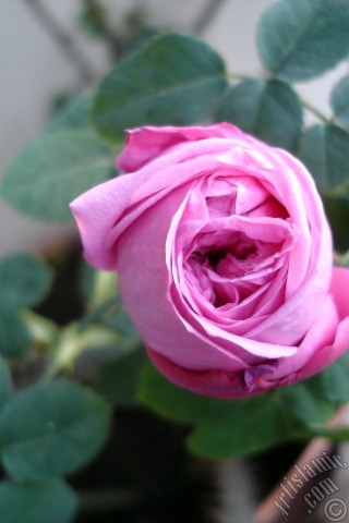 A mobile wallpaper and MMS picture for Apple iPhone 7s, 6s, 5s, 4s, Plus, iPods, iPads, New iPads, Samsung Galaxy S Series and Notes, Sony Ericsson Xperia, LG Mobile Phones, Tablets and Devices: Pink rose photo.
