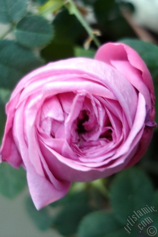 A mobile wallpaper and MMS picture for Apple iPhone 7s, 6s, 5s, 4s, Plus, iPods, iPads, New iPads, Samsung Galaxy S Series and Notes, Sony Ericsson Xperia, LG Mobile Phones, Tablets and Devices: Pink rose photo.
