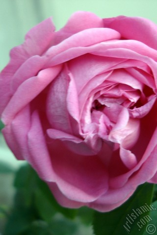 A mobile wallpaper and MMS picture for Apple iPhone 7s, 6s, 5s, 4s, Plus, iPods, iPads, New iPads, Samsung Galaxy S Series and Notes, Sony Ericsson Xperia, LG Mobile Phones, Tablets and Devices: Pink rose photo.
