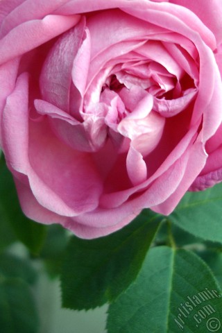 A mobile wallpaper and MMS picture for Apple iPhone 7s, 6s, 5s, 4s, Plus, iPods, iPads, New iPads, Samsung Galaxy S Series and Notes, Sony Ericsson Xperia, LG Mobile Phones, Tablets and Devices: Pink rose photo.
