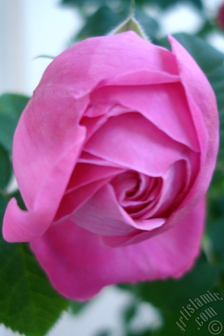 A mobile wallpaper and MMS picture for Apple iPhone 7s, 6s, 5s, 4s, Plus, iPods, iPads, New iPads, Samsung Galaxy S Series and Notes, Sony Ericsson Xperia, LG Mobile Phones, Tablets and Devices: Pink rose photo.
