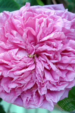 A mobile wallpaper and MMS picture for Apple iPhone 7s, 6s, 5s, 4s, Plus, iPods, iPads, New iPads, Samsung Galaxy S Series and Notes, Sony Ericsson Xperia, LG Mobile Phones, Tablets and Devices: Pink rose photo.
