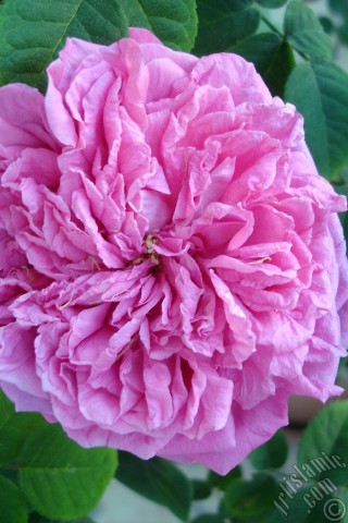 A mobile wallpaper and MMS picture for Apple iPhone 7s, 6s, 5s, 4s, Plus, iPods, iPads, New iPads, Samsung Galaxy S Series and Notes, Sony Ericsson Xperia, LG Mobile Phones, Tablets and Devices: Pink rose photo.
