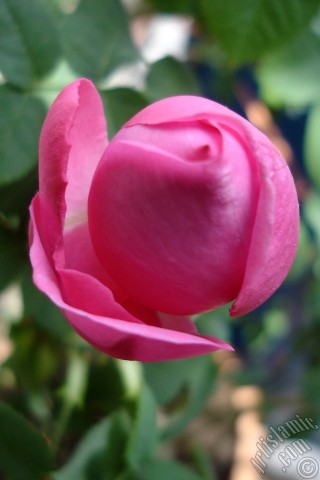 A mobile wallpaper and MMS picture for Apple iPhone 7s, 6s, 5s, 4s, Plus, iPods, iPads, New iPads, Samsung Galaxy S Series and Notes, Sony Ericsson Xperia, LG Mobile Phones, Tablets and Devices: Pink rose photo.
