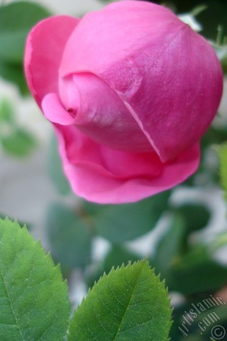 A mobile wallpaper and MMS picture for Apple iPhone 7s, 6s, 5s, 4s, Plus, iPods, iPads, New iPads, Samsung Galaxy S Series and Notes, Sony Ericsson Xperia, LG Mobile Phones, Tablets and Devices: Pink rose photo.
