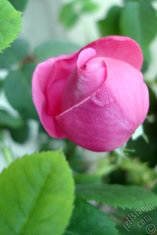 A mobile wallpaper and MMS picture for Apple iPhone 7s, 6s, 5s, 4s, Plus, iPods, iPads, New iPads, Samsung Galaxy S Series and Notes, Sony Ericsson Xperia, LG Mobile Phones, Tablets and Devices: Pink rose photo.
