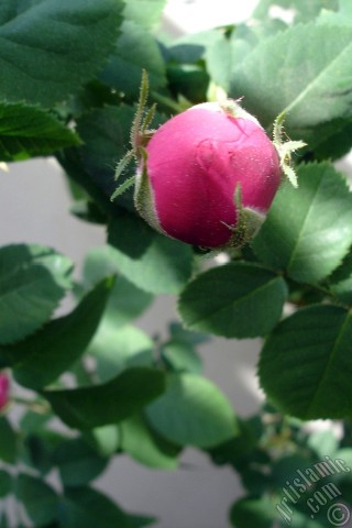 A mobile wallpaper and MMS picture for Apple iPhone 7s, 6s, 5s, 4s, Plus, iPods, iPads, New iPads, Samsung Galaxy S Series and Notes, Sony Ericsson Xperia, LG Mobile Phones, Tablets and Devices: Pink rose photo.
