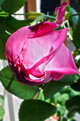 A mobile wallpaper and MMS picture for Apple iPhone 7s, 6s, 5s, 4s, Plus, iPods, iPads, New iPads, Samsung Galaxy S Series and Notes, Sony Ericsson Xperia, LG Mobile Phones, Tablets and Devices: Pink rose photo.
