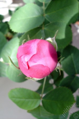 A mobile wallpaper and MMS picture for Apple iPhone 7s, 6s, 5s, 4s, Plus, iPods, iPads, New iPads, Samsung Galaxy S Series and Notes, Sony Ericsson Xperia, LG Mobile Phones, Tablets and Devices: Pink rose photo.
