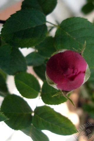 A mobile wallpaper and MMS picture for Apple iPhone 7s, 6s, 5s, 4s, Plus, iPods, iPads, New iPads, Samsung Galaxy S Series and Notes, Sony Ericsson Xperia, LG Mobile Phones, Tablets and Devices: Pink rose photo.
