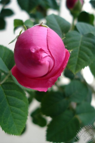 A mobile wallpaper and MMS picture for Apple iPhone 7s, 6s, 5s, 4s, Plus, iPods, iPads, New iPads, Samsung Galaxy S Series and Notes, Sony Ericsson Xperia, LG Mobile Phones, Tablets and Devices: Pink rose photo.
