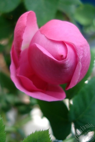 A mobile wallpaper and MMS picture for Apple iPhone 7s, 6s, 5s, 4s, Plus, iPods, iPads, New iPads, Samsung Galaxy S Series and Notes, Sony Ericsson Xperia, LG Mobile Phones, Tablets and Devices: Pink rose photo.
