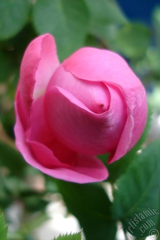 A mobile wallpaper and MMS picture for Apple iPhone 7s, 6s, 5s, 4s, Plus, iPods, iPads, New iPads, Samsung Galaxy S Series and Notes, Sony Ericsson Xperia, LG Mobile Phones, Tablets and Devices: Pink rose photo.
