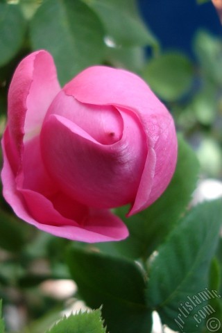 A mobile wallpaper and MMS picture for Apple iPhone 7s, 6s, 5s, 4s, Plus, iPods, iPads, New iPads, Samsung Galaxy S Series and Notes, Sony Ericsson Xperia, LG Mobile Phones, Tablets and Devices: Pink rose photo.
