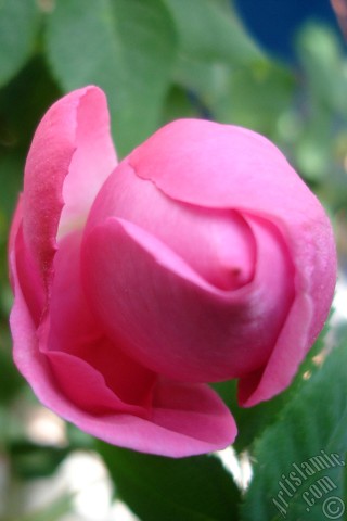 A mobile wallpaper and MMS picture for Apple iPhone 7s, 6s, 5s, 4s, Plus, iPods, iPads, New iPads, Samsung Galaxy S Series and Notes, Sony Ericsson Xperia, LG Mobile Phones, Tablets and Devices: Pink rose photo.
