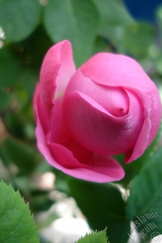 A mobile wallpaper and MMS picture for Apple iPhone 7s, 6s, 5s, 4s, Plus, iPods, iPads, New iPads, Samsung Galaxy S Series and Notes, Sony Ericsson Xperia, LG Mobile Phones, Tablets and Devices: Pink rose photo.
