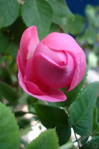 A mobile wallpaper and MMS picture for Apple iPhone 7s, 6s, 5s, 4s, Plus, iPods, iPads, New iPads, Samsung Galaxy S Series and Notes, Sony Ericsson Xperia, LG Mobile Phones, Tablets and Devices: Pink rose photo.
